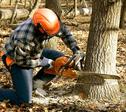 Tree Removal in Stuart, OK